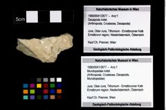 Foto (Objekt + Etikett) von Mundopsidae indet.  (NHMW-GEO-1990-0041-2677)